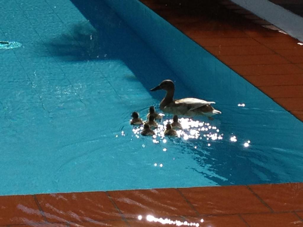 Aparthotel Al Lago Locarno Chambre photo